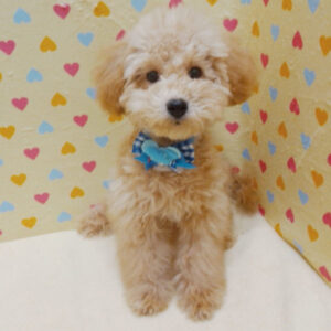 Alternative view of トイ・プードル