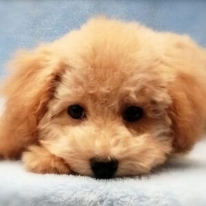 トイ・プードル