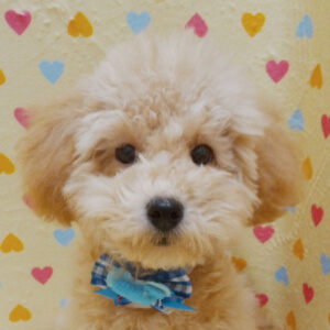 トイ・プードル