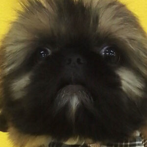 ミックス犬