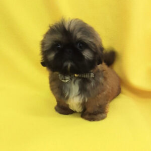 Alternative view of ミックス犬