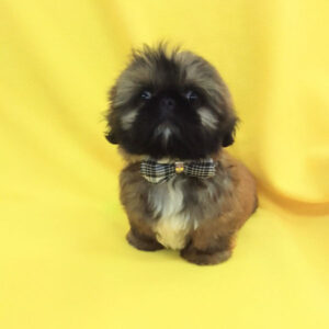 Alternative view of ミックス犬