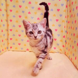 Alternative view of アメリカン・ショートヘアー