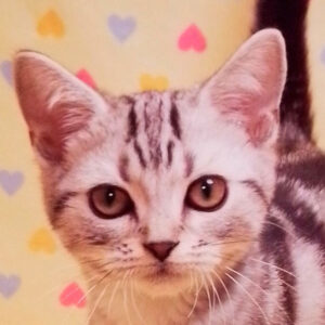 アメリカン・ショートヘアー