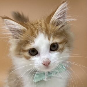 ノルウェージャン・フォレスト・キャット