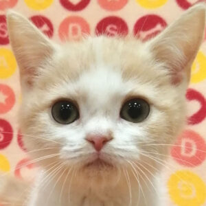マンチカン