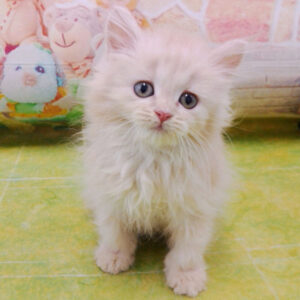 マンチカン - 画像 (2)