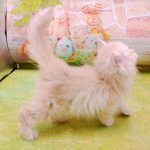マンチカン - 画像 (5)