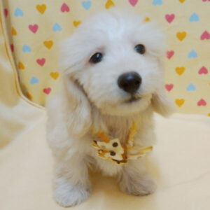 Alternative view of ミックス犬