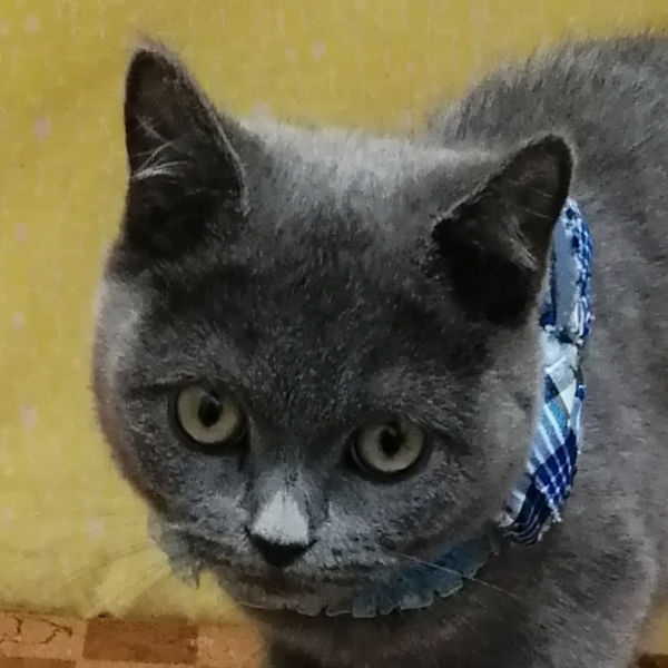 ブリティッシュ・ショートヘアー