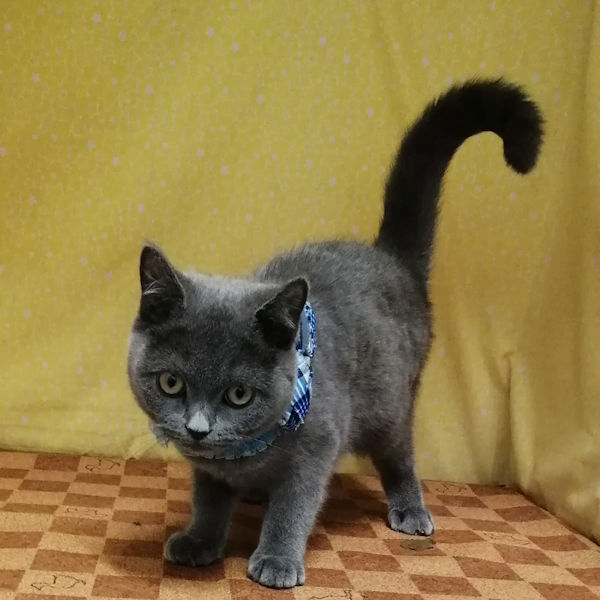 ブリティッシュ・ショートヘアー - 画像 (2)