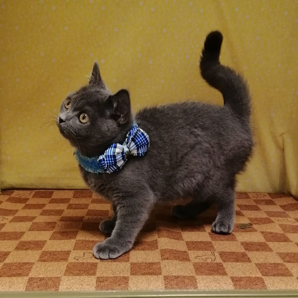 ブリティッシュ・ショートヘアー - 画像 (3)