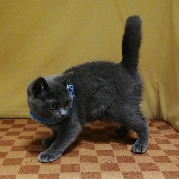 ブリティッシュ・ショートヘアー - 画像 (4)