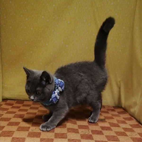 ブリティッシュ・ショートヘアー - 画像 (5)