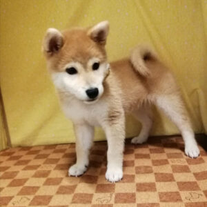 Alternative view of 柴