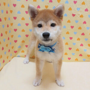 Alternative view of 柴