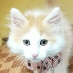 ノルウェージャン・フォレスト・キャット