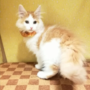 Alternative view of ノルウェージャン・フォレスト・キャット