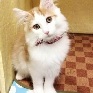 Alternative view of ノルウェージャン・フォレスト・キャット