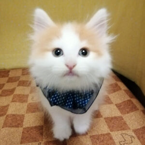 ノルウェージャン・フォレスト・キャット - 画像 (2)