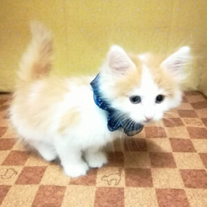 ノルウェージャン・フォレスト・キャット - 画像 (3)