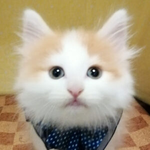 ノルウェージャン・フォレスト・キャット