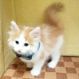 ノルウェージャン・フォレスト・キャット - 画像 (4)