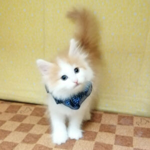 ノルウェージャン・フォレスト・キャット - 画像 (5)