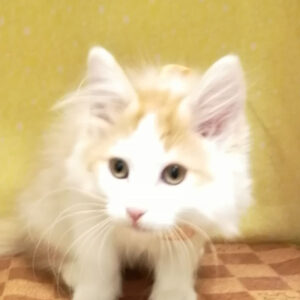 ノルウェージャン・フォレスト・キャット