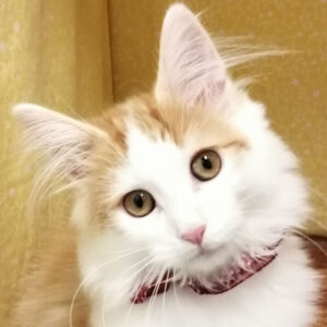 ノルウェージャン・フォレスト・キャット