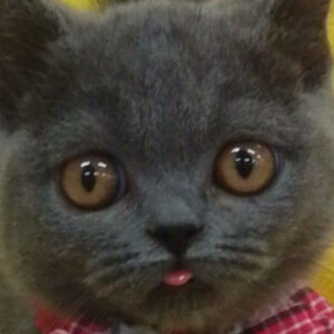 ブリティッシュ・ショートヘアー