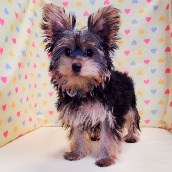 ヨークシャー・テリア - 画像 (4)