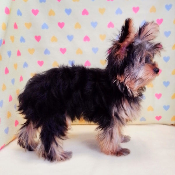 ヨークシャー・テリア - 画像 (5)