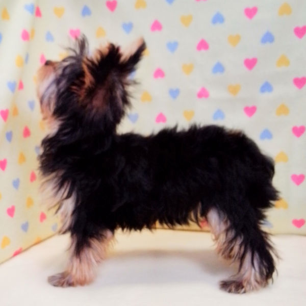 ヨークシャー・テリア - 画像 (3)