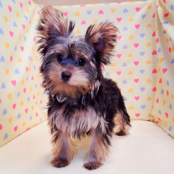 ヨークシャー・テリア - 画像 (2)