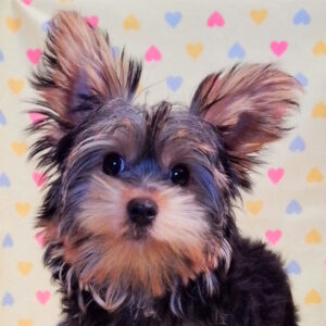 ヨークシャー・テリア