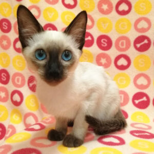 Alternative view of シャム