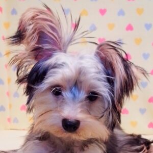 ヨークシャー・テリア