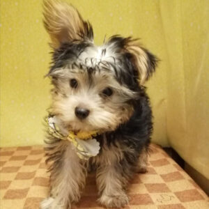 Alternative view of ヨークシャー・テリア