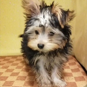 Alternative view of ヨークシャー・テリア