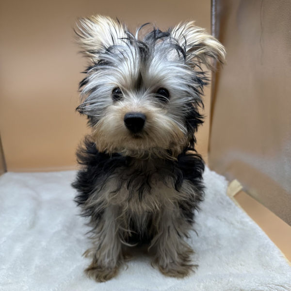 ヨークシャー・テリア - 画像 (2)