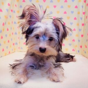 Alternative view of ヨークシャー・テリア