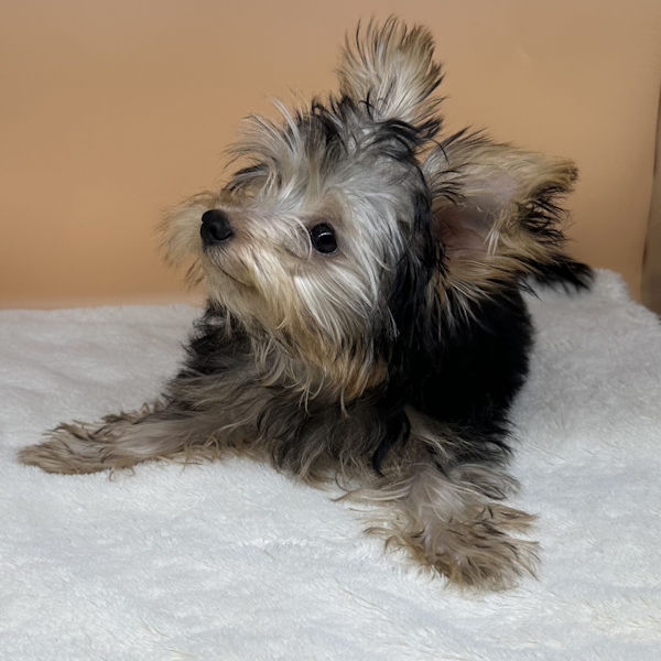 ヨークシャー・テリア - 画像 (3)