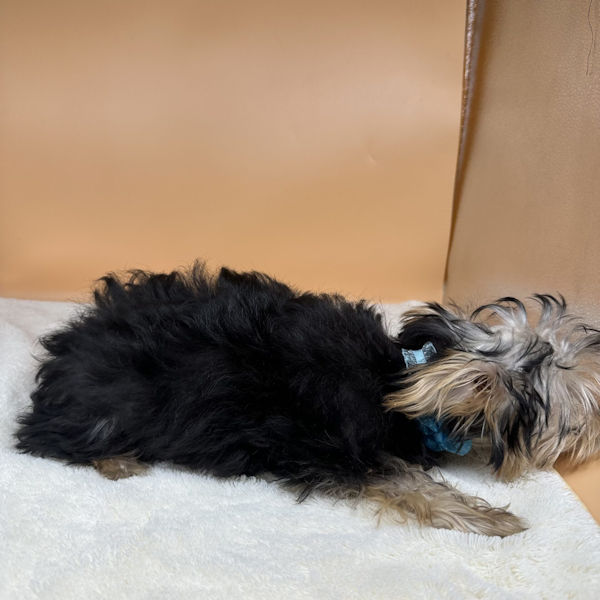 ヨークシャー・テリア - 画像 (4)