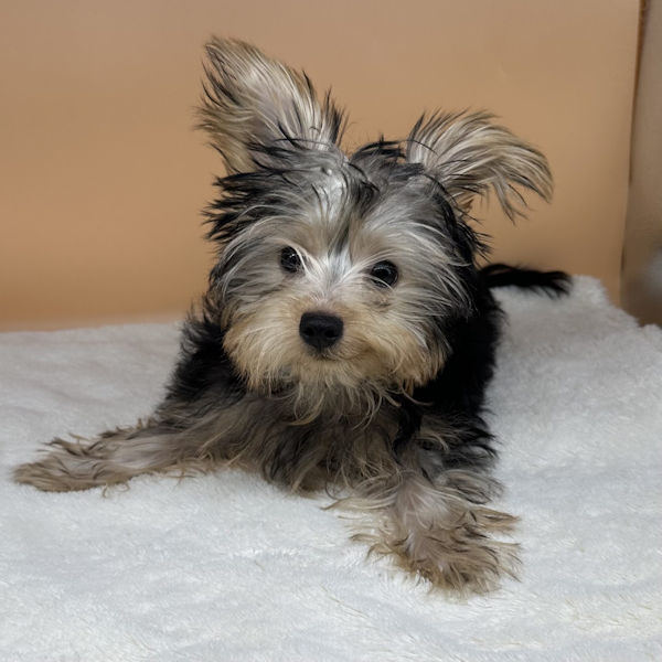 ヨークシャー・テリア - 画像 (5)