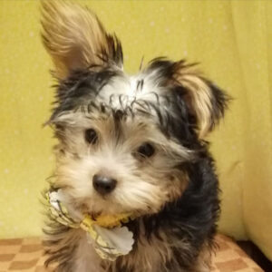 ヨークシャー・テリア