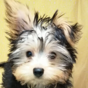 ヨークシャー・テリア