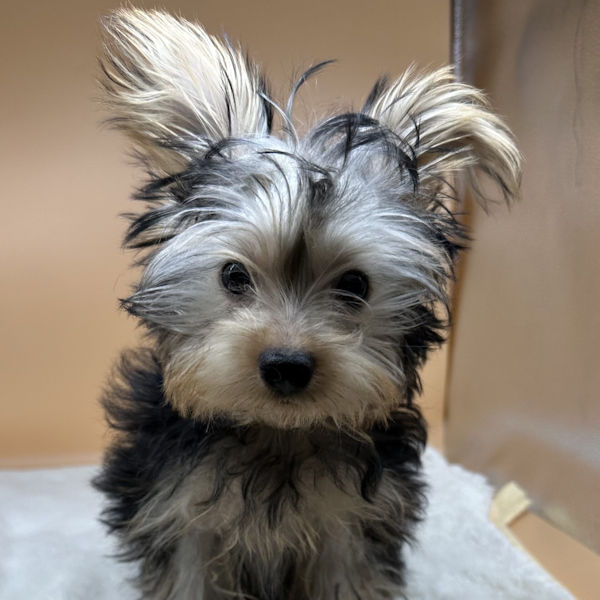 ヨークシャー・テリア