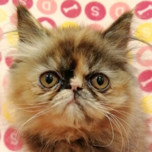 エキゾチック