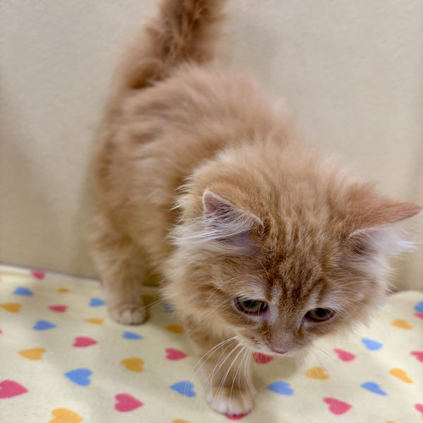 ラガマフィン - 画像 (3)